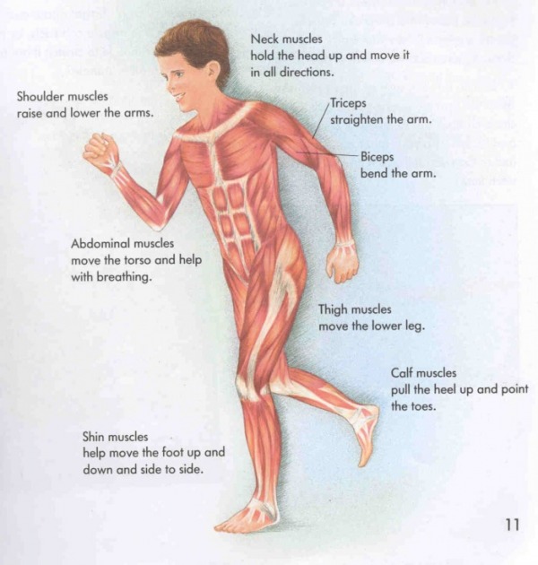 muscles on the body diagram